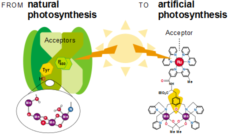 Artificial Photosynthesis: Creating Fuel from Sunlight
