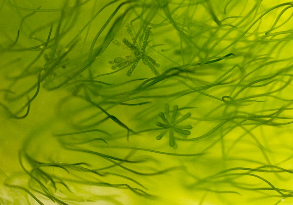 Biochemistry Detective Work: Algae at Night